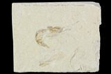 Cretaceous Fossil Shrimp - Lebanon #107679-1